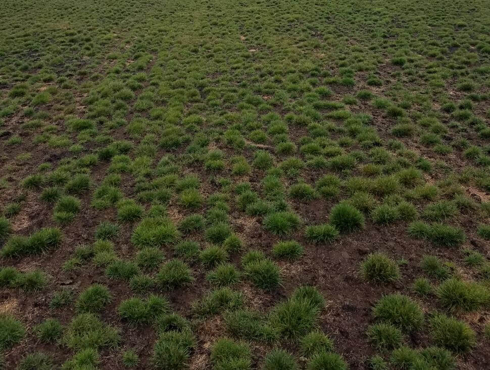 Fine Fescue Smith Seed Services